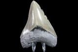 Serrated, Fossil Megalodon Tooth - Nice Color #84146-1